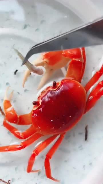 赶海小哥哥喂养的小螃蟹吃鱼,红彤彤的真可爱吃的也真够香的