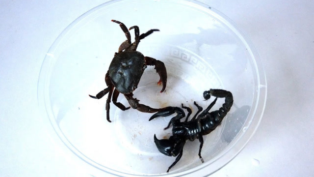 实拍:蝎子大战螃蟹,大战一触即发,谁才是最后的王者呢?