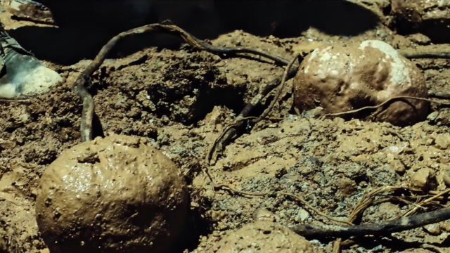 揭秘鬼吹灯中的诡异植物,世间存不存在北瓜?陈玉楼称它为尸头蛮