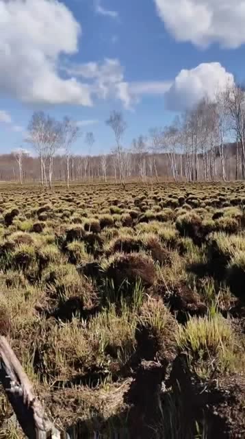 东北有块神奇的草地,全是这种草墩子,至今没人敢走进去!