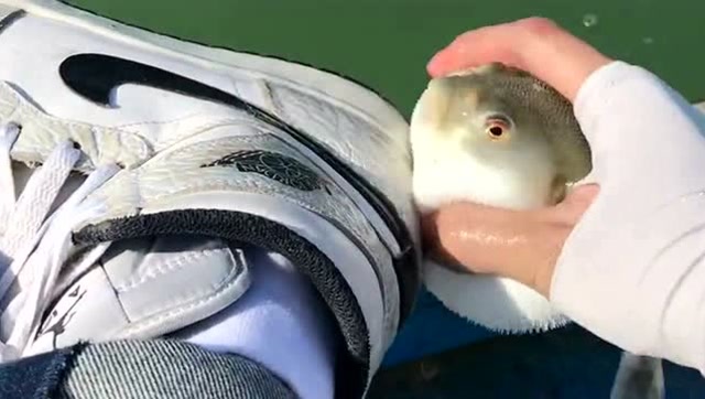 河豚做梦都没想到,自己有一天会成为刷鞋工具,这下内心更生气了!