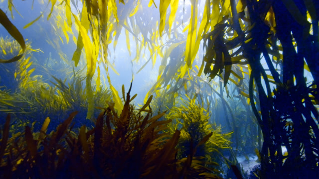 最大的海藻图片