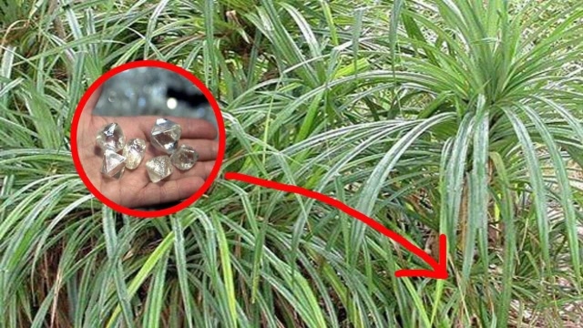 非洲惊现"钻石草",遭人们疯狂挖掘,一夜暴富不是梦!