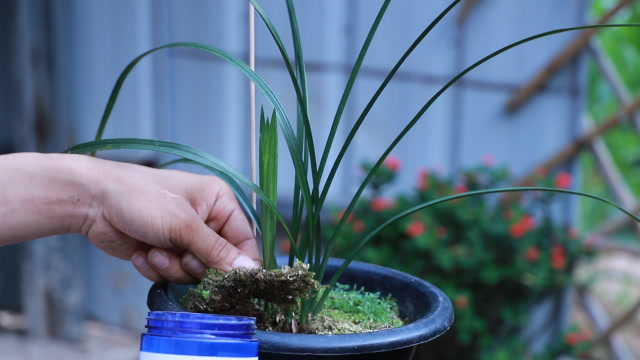 还在用"多菌灵"给兰花防病害?太伤根!改用它好多了