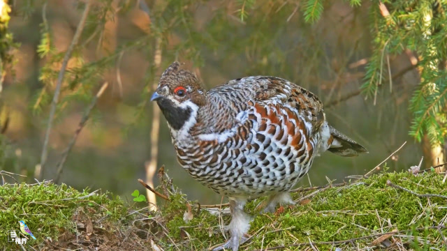 花尾榛鸡俗称"飞龙",看看它在做什么?