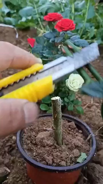 玫瑰花嫁接出来是什么样的适用于各种果树嫁接