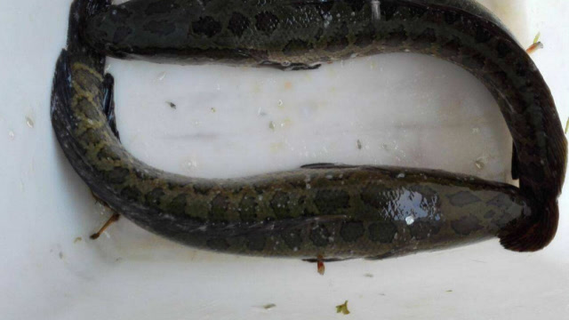 火头鱼在美国泛滥成灾,个头可达1米,鸟类都成为了它的食物!