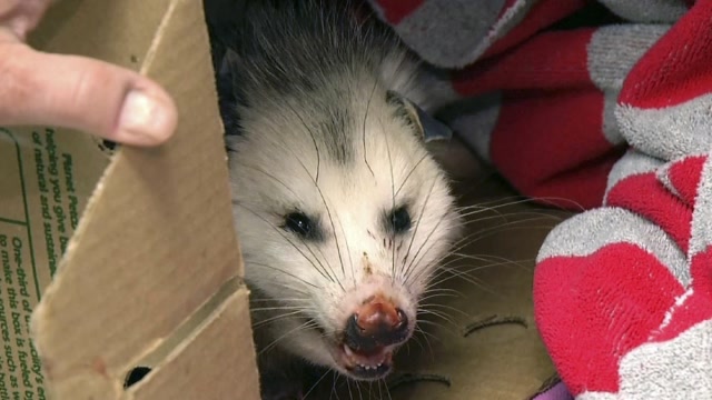 澳洲女子被负鼠咬伤后,感染罕见高传染性疾病,致死率能达60%