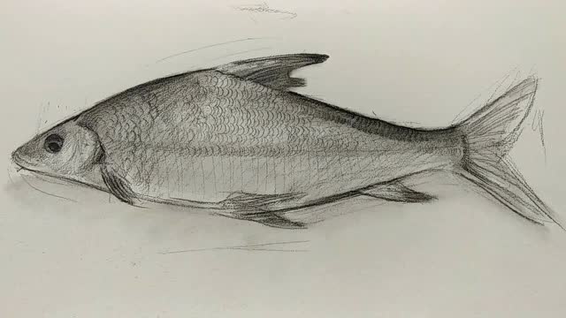 素描疑难杂症画一条鱼最难的地方在于画鳞片怎么画