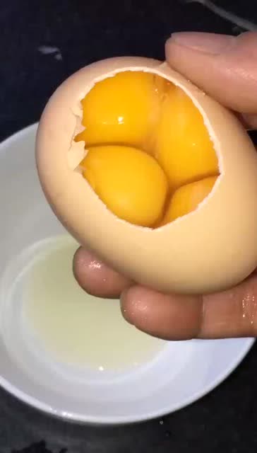 双黄蛋并不稀奇,但四黄蛋确实是第一次见,厉害了!