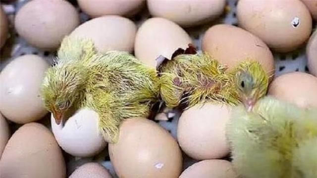 母鸡下的双黄蛋,真的能孵出2只小鸡吗?看完涨知识了!