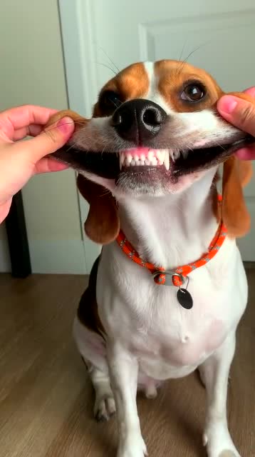 狗子:主人你把我的嘴巴扯疼了!