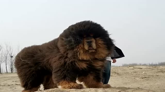 这纯种藏獒体型巨大,如雄狮一般,野狼都不是它的对手!