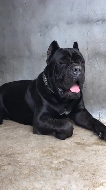 家里养的卡斯罗犬,它样子长得很凶猛,你敢靠近它吗