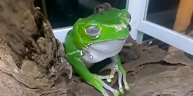 青蛙都是这么吃东西的吗?最后那只怎么还上头了呢?