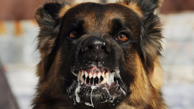 舔过人血的狗必须要打死,这是啥原理?看完涨知识了!