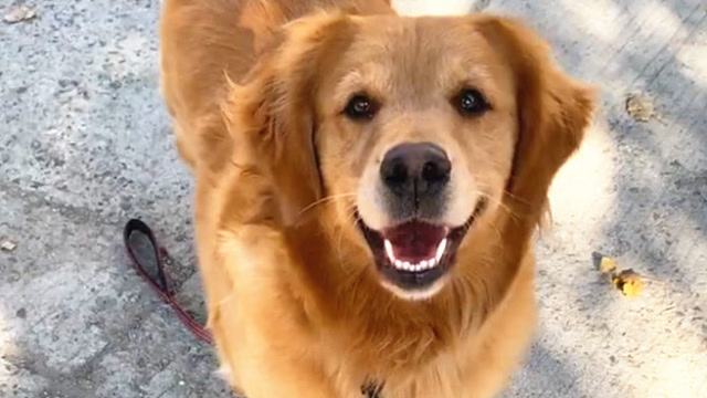 主人让金毛自己牵自己回家,结果这家伙驴脾气犯了,笑skr人