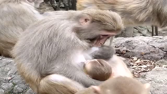 猴妈喂小猴子吃奶,奶堵住了猴妈自己给它吸通,母爱伟大