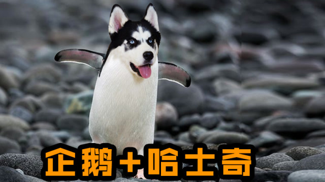 ps恶搞合成:当企鹅和哈士奇组合后,这是什么生物,太搞笑了