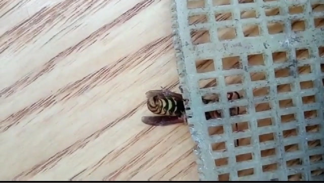 知道马蜂为什么蛰一下那么严重吗?近距离看看它的针就知道了