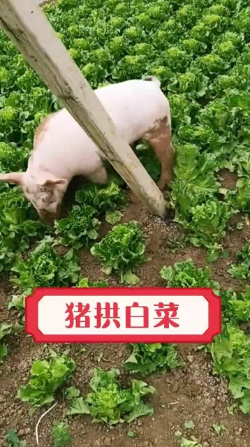 这就是传说中的猪拱白菜吧,真的是现实中好白菜让猪给拱了的.