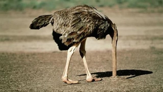 鸵鸟遇到危险时为何要把头埋进沙子看完解开多年疑惑