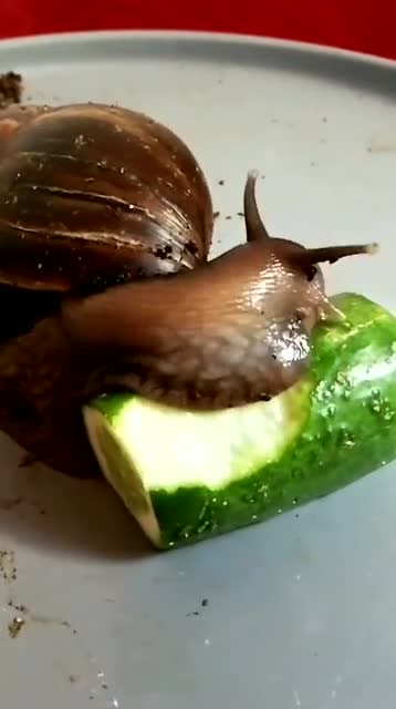 蜗牛啃黄瓜,满满的新奇事件!蜗牛有牙齿吗?