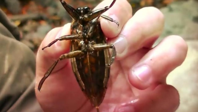 盗墓笔记中的"尸鳖",现实中真的存在吗?专家表示真的有