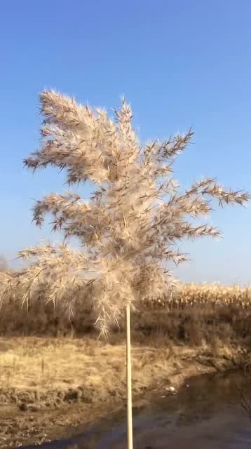 纵使我臭名昭著,对不起千万人,但何曾巧言令色,居心叵测伤你半分