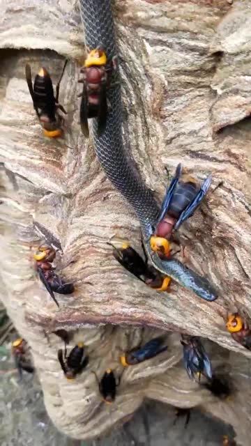 虎头蜂与蛇的较量谁更略胜一筹