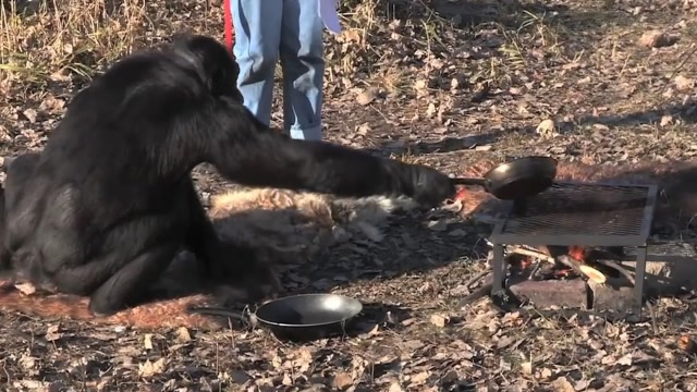 大猩猩生火做饭20年,会烹饪美食还会烧烤,手法堪比米其林厨师!