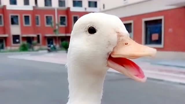 主人在辣鸭坊的门外让鸭子大笑,鸭子立刻配合,这求生欲真是太强了