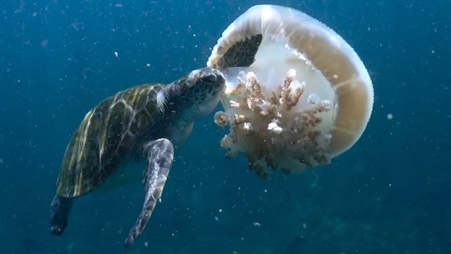 水母被海龟囫囵吞掉,看着就像吃果冻一样,看着超有食欲!
