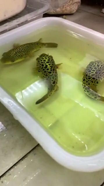 学名巨人娃娃,别名黄金豹纹狗头