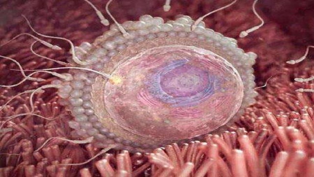 卵子是如何形成的动画展示全过程别害羞看完涨知识