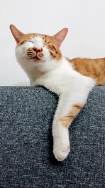 梦到小鱼干了嘛这么开心橘猫还是橘猫