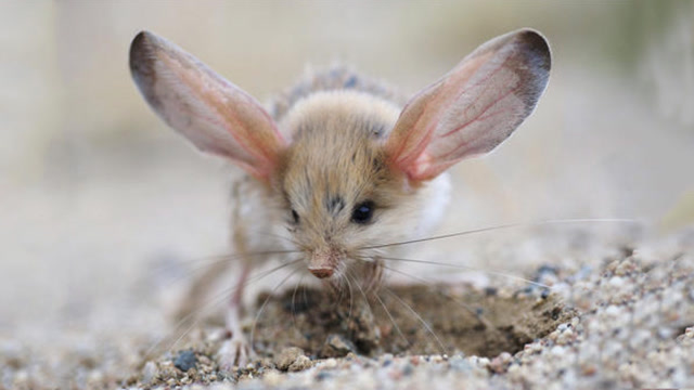 大耳朵跳跳鼠,比猫跳得都远,还能在空中改变方向