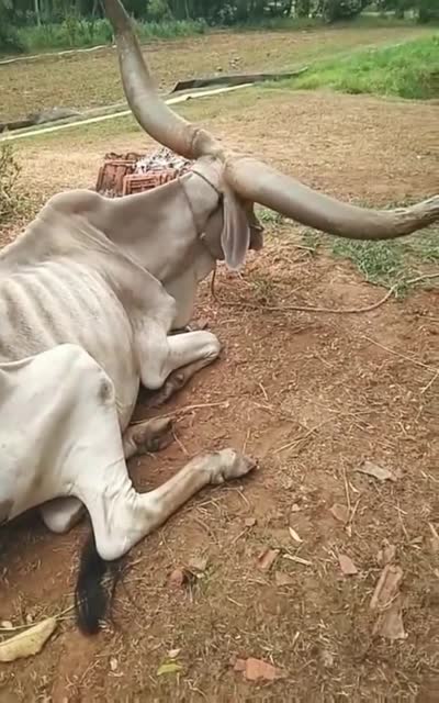 瘦成皮包骨的牛,感觉吃点东西,营养都供到牛角上去了