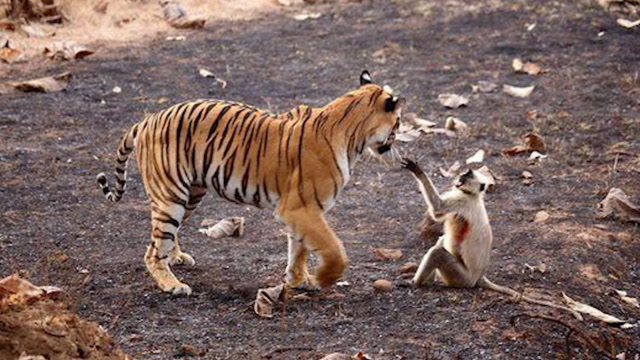老虎想要捕杀猴子,不料惨遭猴子一计反杀,镜头记录凄凉一幕
