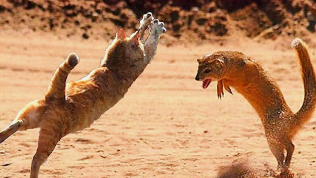 猫vs黄鼠狼图片
