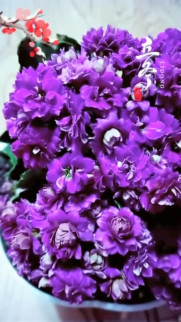 长寿花紫色大花品种图片
