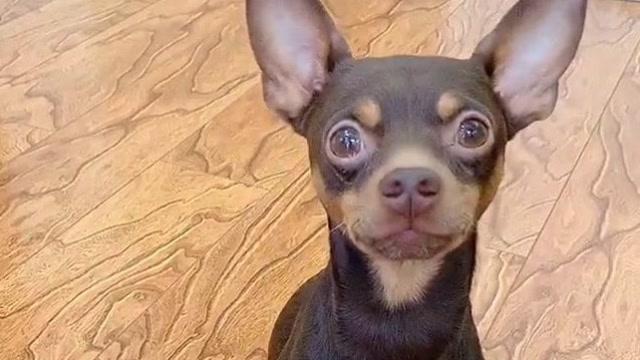 鹿犬啵啵乐拿抹布让主人擦水,智商成精了,好聪明的狗狗