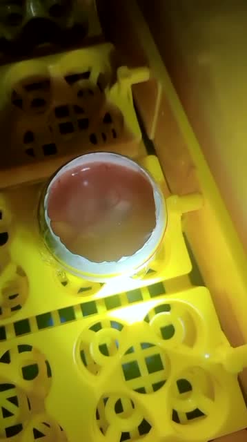 鹅蛋壳里孵小鸡第13天了