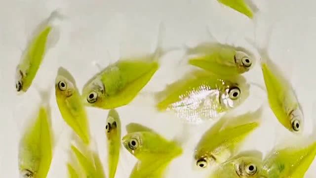 青苹果天使鱼,不掉色的基因转殖新品颜色的观赏鱼,好漂亮!