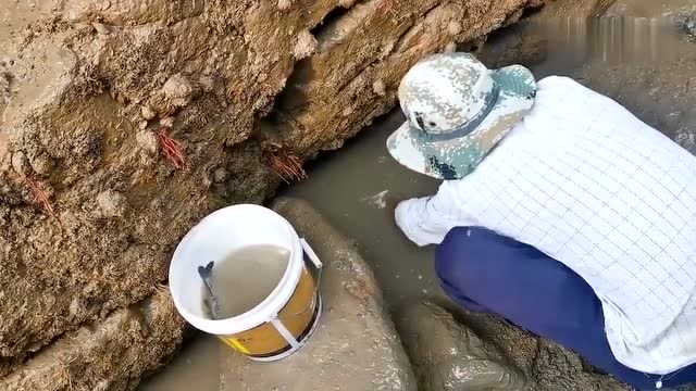 大叔赶海抽水坑,连抓好几条210一斤的红斑,渔获能值一台抽水机了