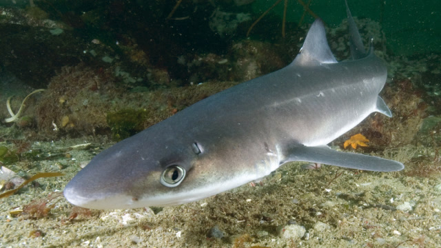 老外夜间垂钓巨型狗鱼,比小船还大奋斗了半个小时