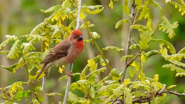 高清近看野外的麻料鸟鸣叫,清脆婉转,值得聆听