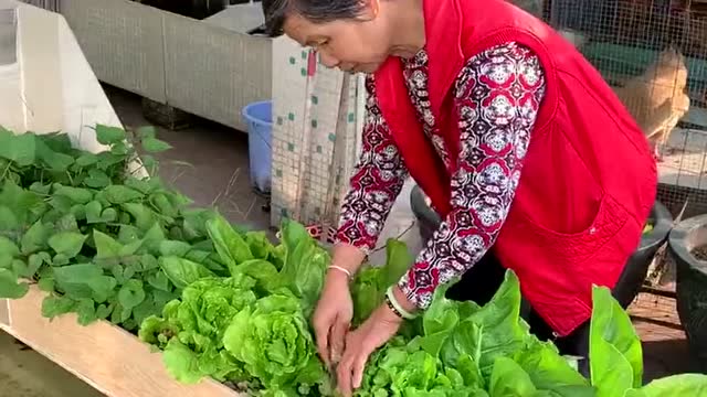 奶奶自己种的绿色蔬菜,乌龟吃我们也吃,还是自己生产的蔬菜吃着放心!