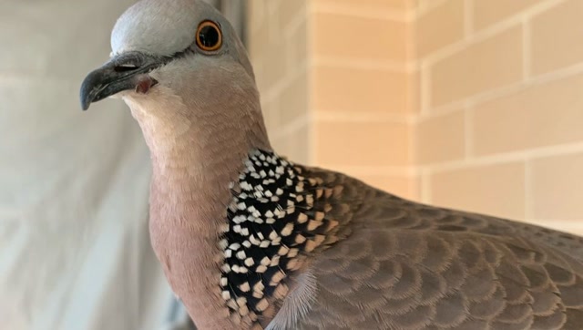 手养的公斑鸠已经精神错乱了吗?,把我的手指当母斑鸠张嘴喂食!