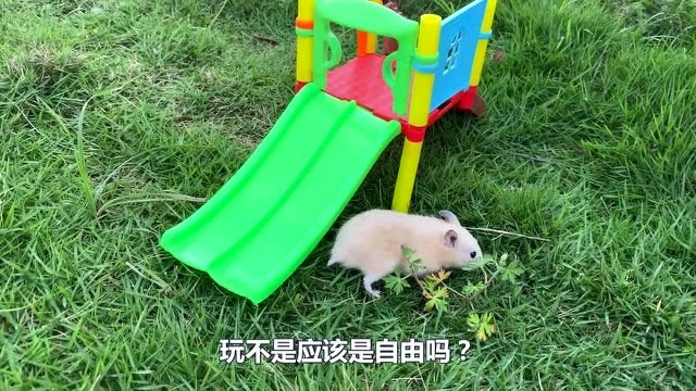 小仓鼠玩滑滑梯太鲁莽,趁它不注意硬把它推下去,真逗